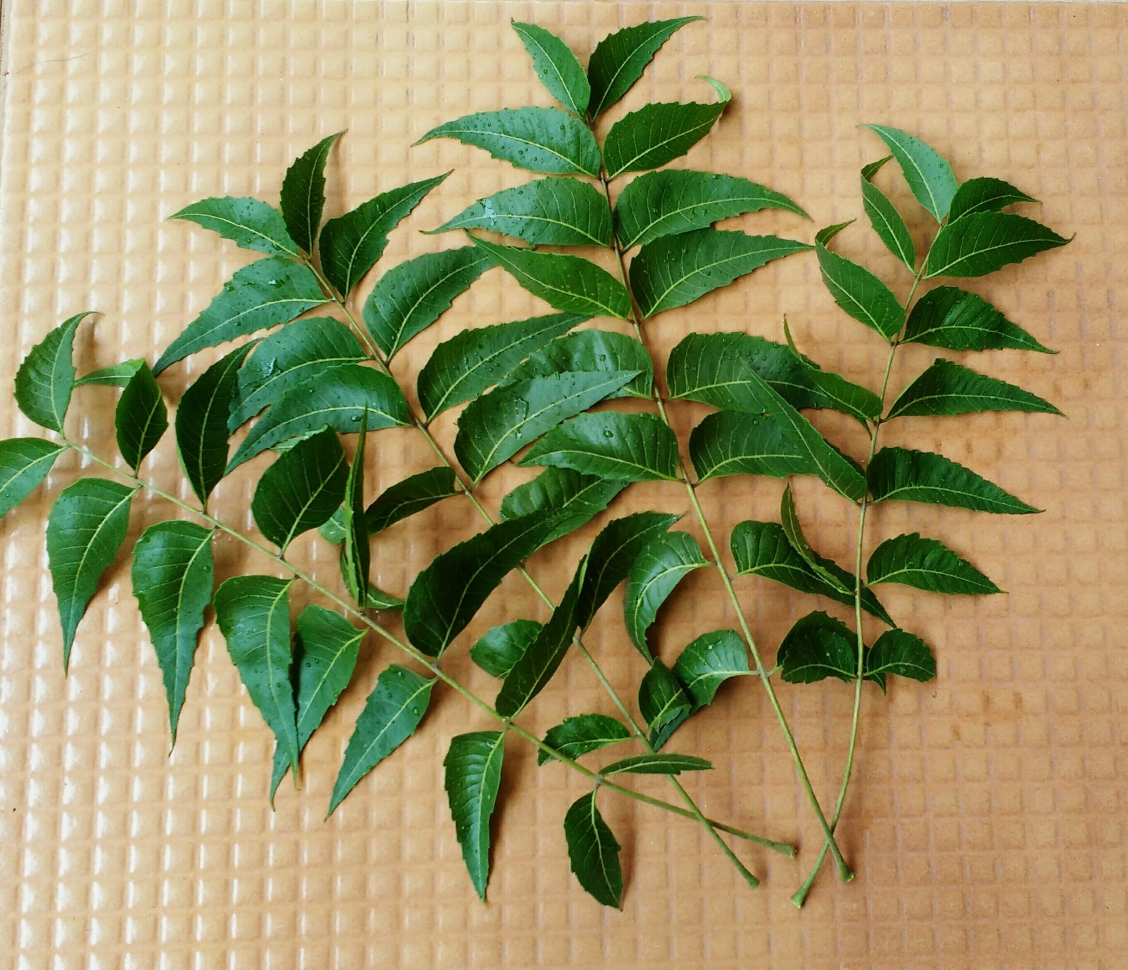 neem leaves 5
