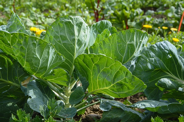 benefits of cauliflower leaves 3