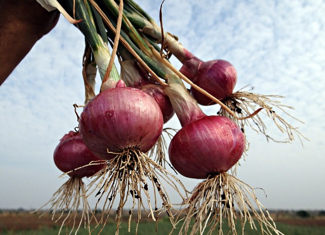 health benefits of onion 2