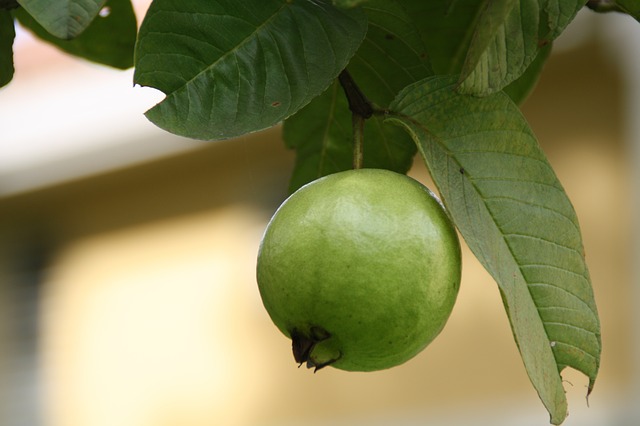 Guava fruit 6