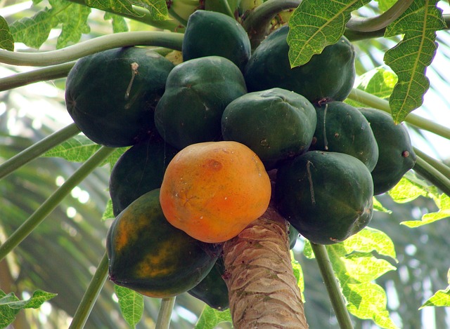 benefits of papaya 11