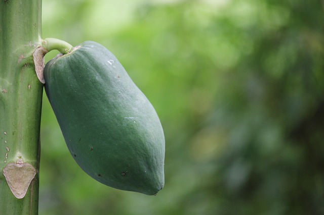 Benefits of papaya9