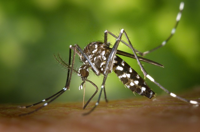 dengue 8
