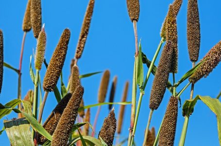 health benefits of bajra/pearl millet -pearl millet