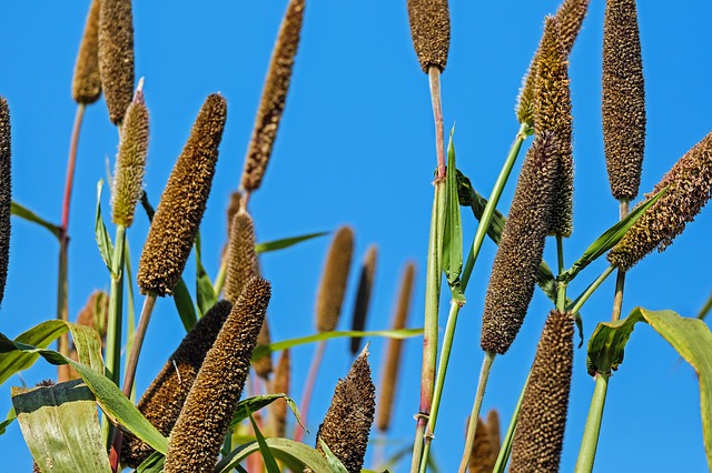 health benefits of bajra/pearl millet -pearl millet