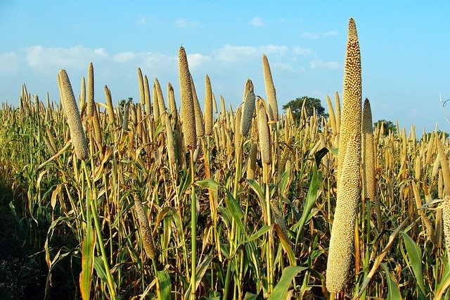 health benefits of bajra/pearl millet: bajra cultivation