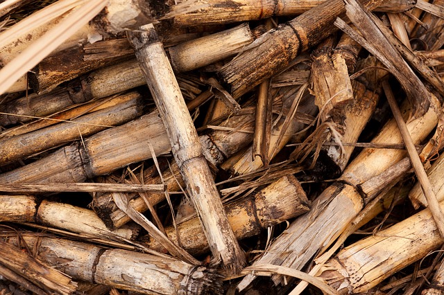 Sugarcane for liver - It's safe for diabetes