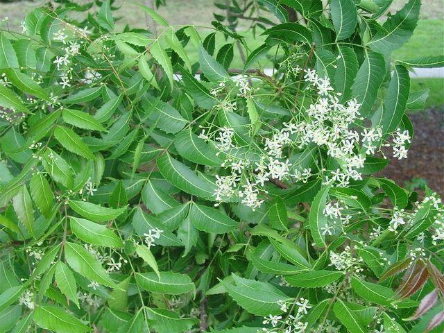 Ugadi pachadi - neemflower is one of the prime ingredient