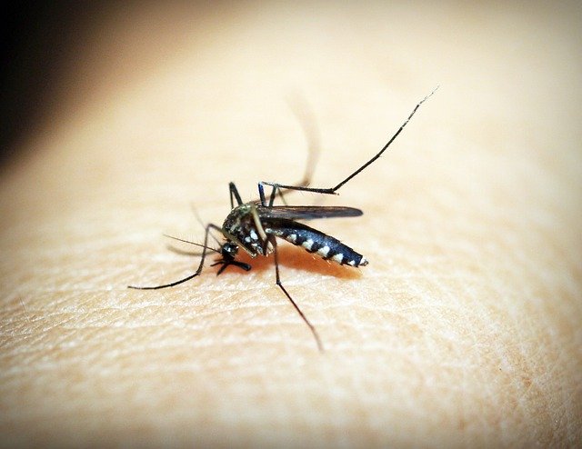 Frequently Asked Questions on Dengue