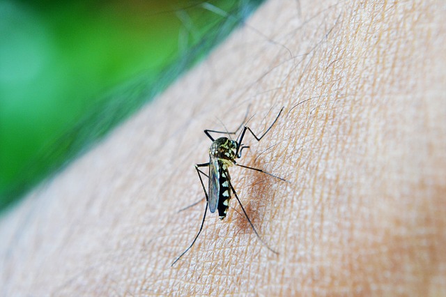 13 frequently asked questions on Dengue