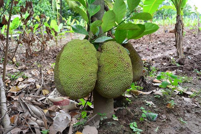 10 snack and dessert ideas using  jack fruit seeds - Jack fruit seeds are highly nutritious