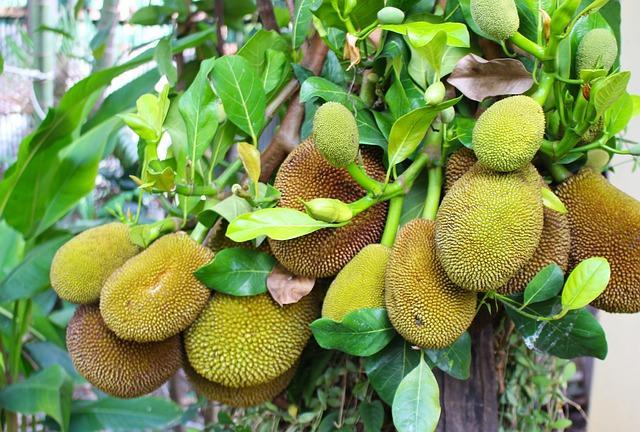 Benefits, Preservation, Uses of Jackfruit Seeds 1