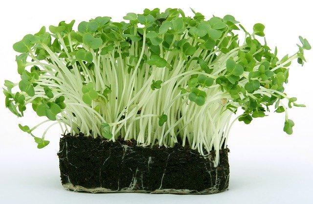 How to eat Aliv or Garden Cress seeds? 1