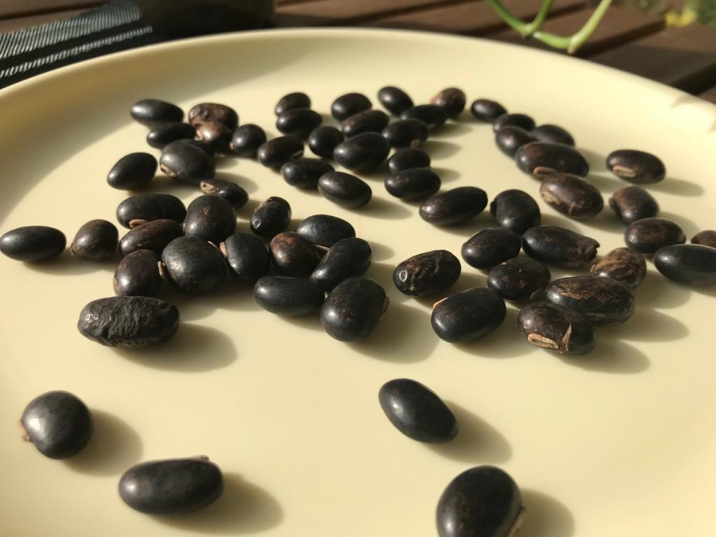 5 Health Benefits of Velvet bean or kaunch ke beej 3
