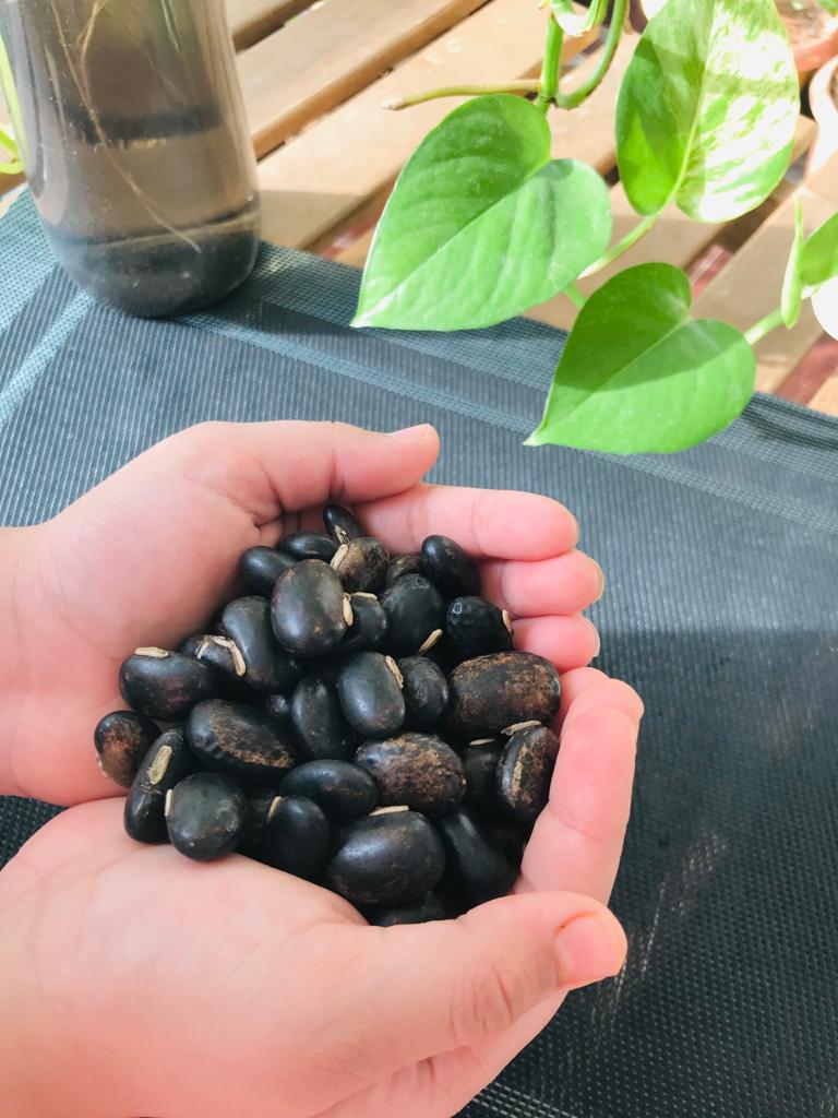 5 Health Benefits of Velvet bean or kaunch ke beej 1