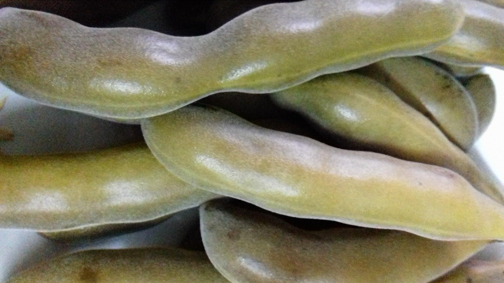 5 Health Benefits of Velvet bean or kaunch ke beej 8