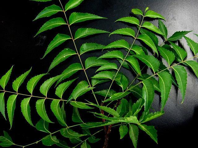 neem-leaves-651913_640