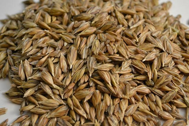 why and how to eat khapli wheat - khapli/ Emmerwheat