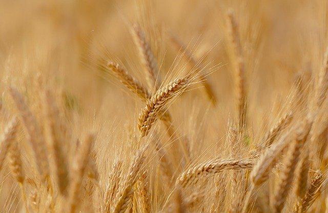 Why and how to eat khapli wheat