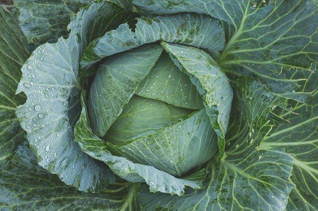 Indian diet for hypothyroidism- is cabbage safe?