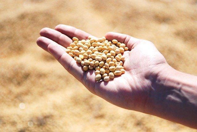 Include soybean in diet to control cholesterol and triglyceride in Indian diet